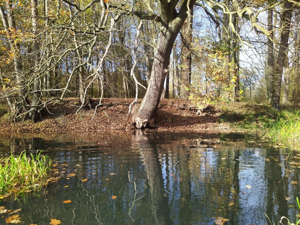 IMG_20221030_141002_3 las odrzański